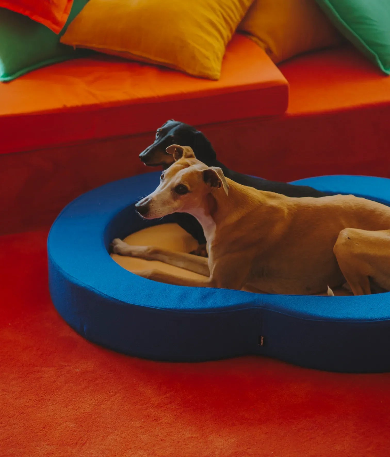 Viscoelastic bed blue and beige