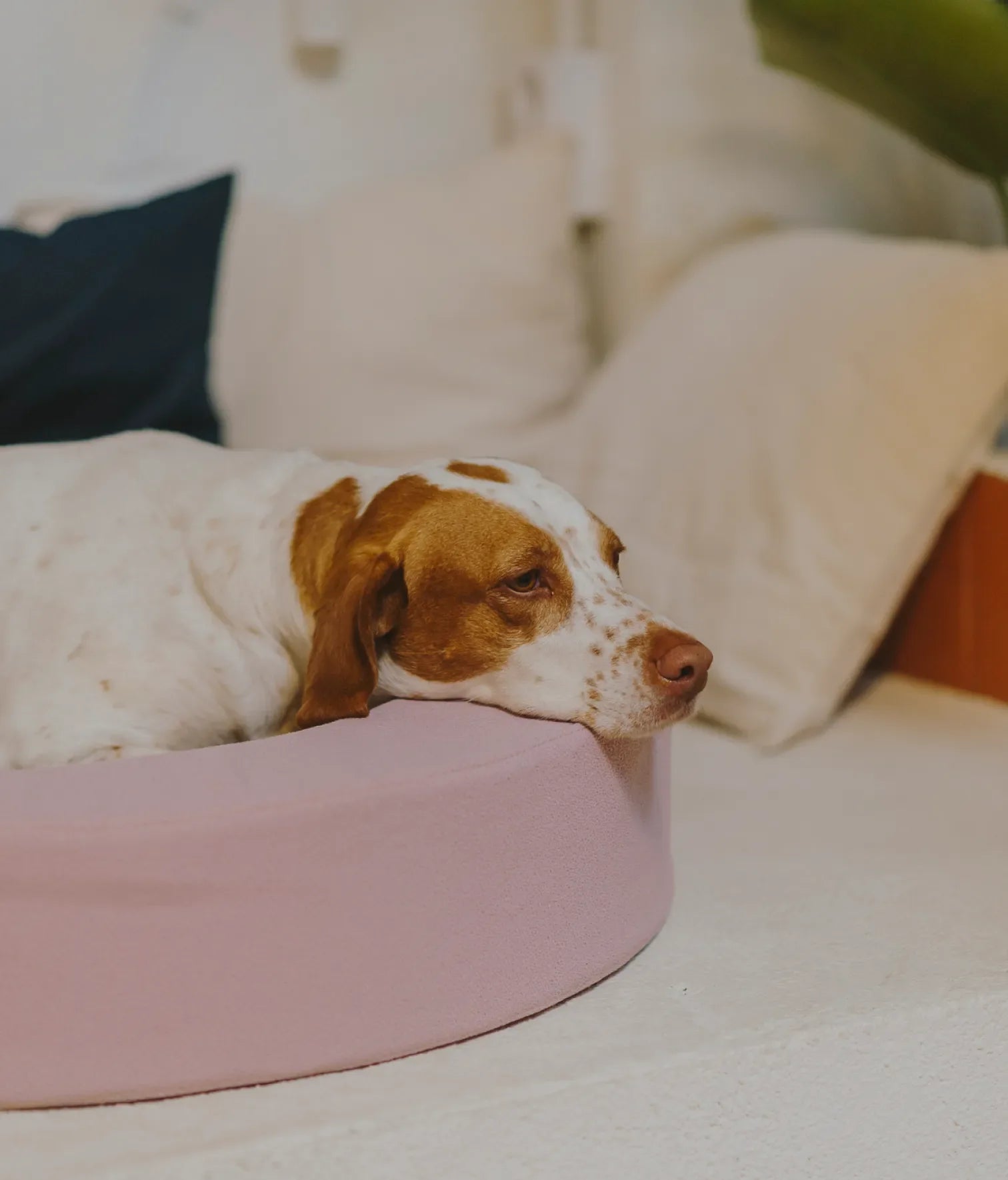 Viscoelastic bed pink and brown