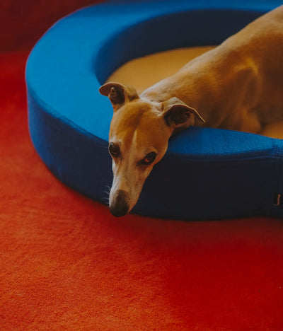 Viscoelastic bed blue and beige