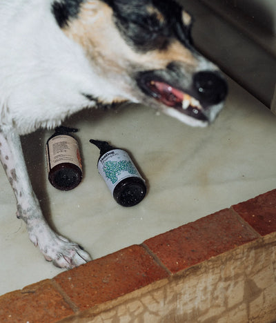 Dog's life small pack