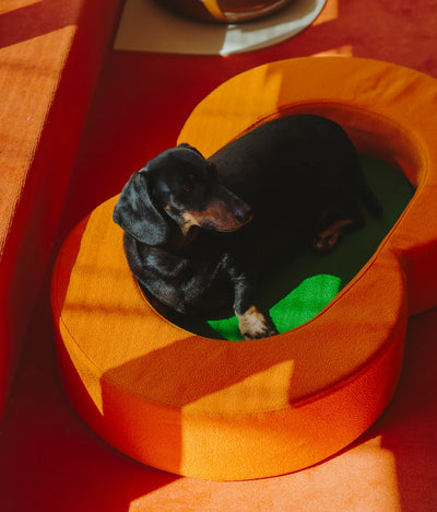 Viscoelastic bed orange and green
