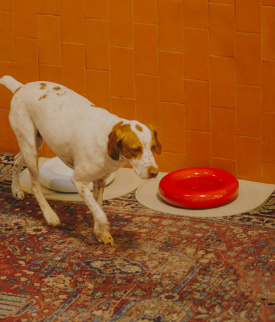 Red ceramic bowl