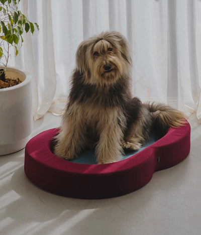 Viscoelastic bed maroon and blue