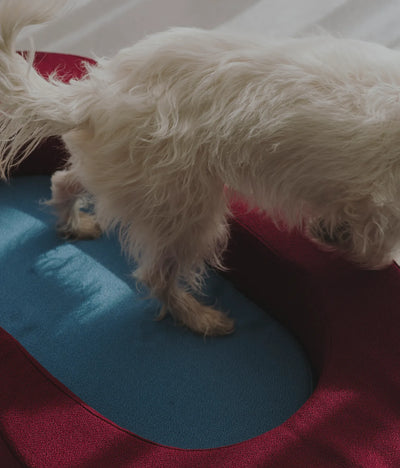 Viscoelastic bed maroon and blue
